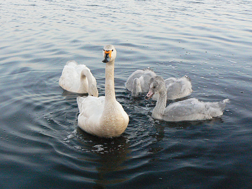 ����� ������ � ��������: